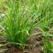 Chives Garlic Plants