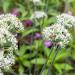 Pollinating Bee on Allium Tuberosum