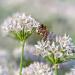 Bee On Garlic Chives