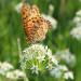 Butterfly On Garlic Chives