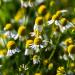 German Chamomile Herb Seed