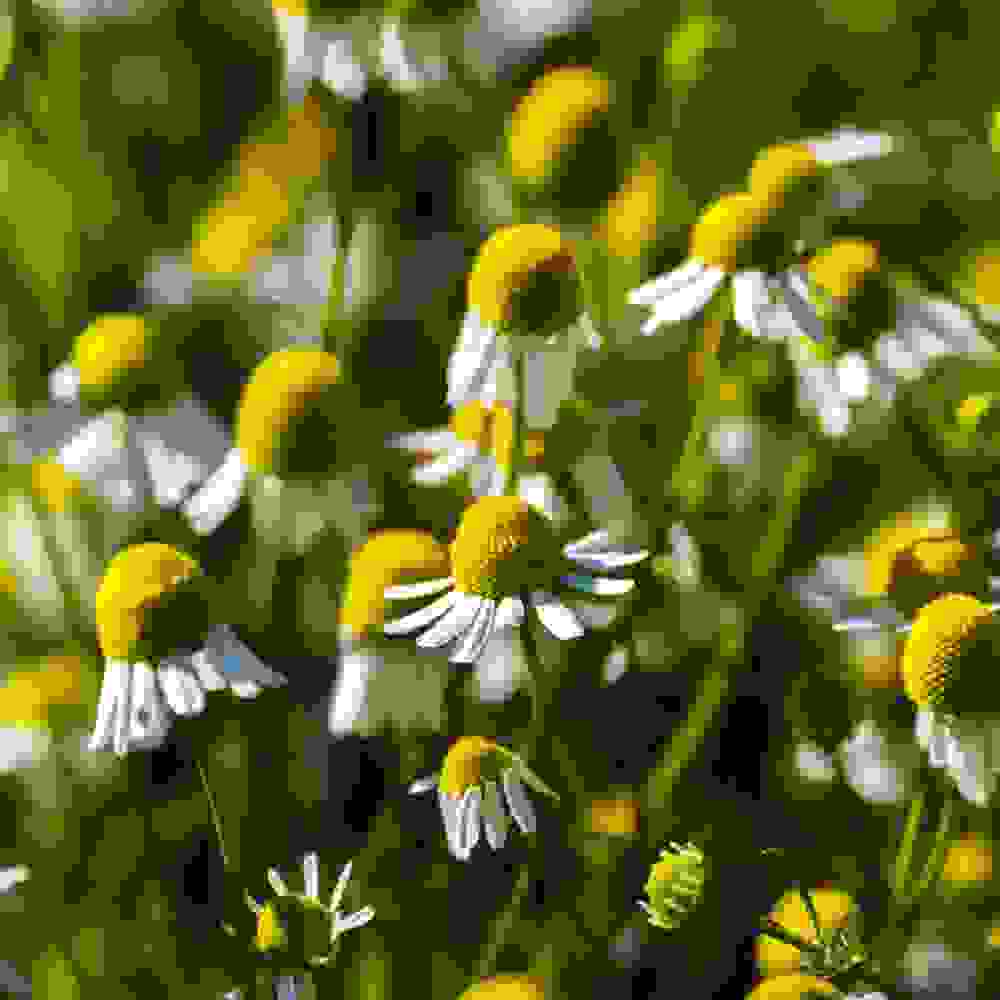 Chamomile Seeds German Chamomile Herb Seed