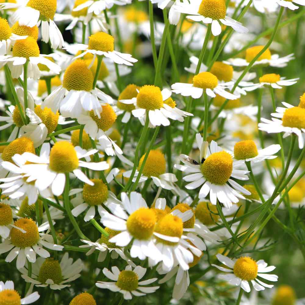 Chamomile Seeds German Chamomile Herb Seed