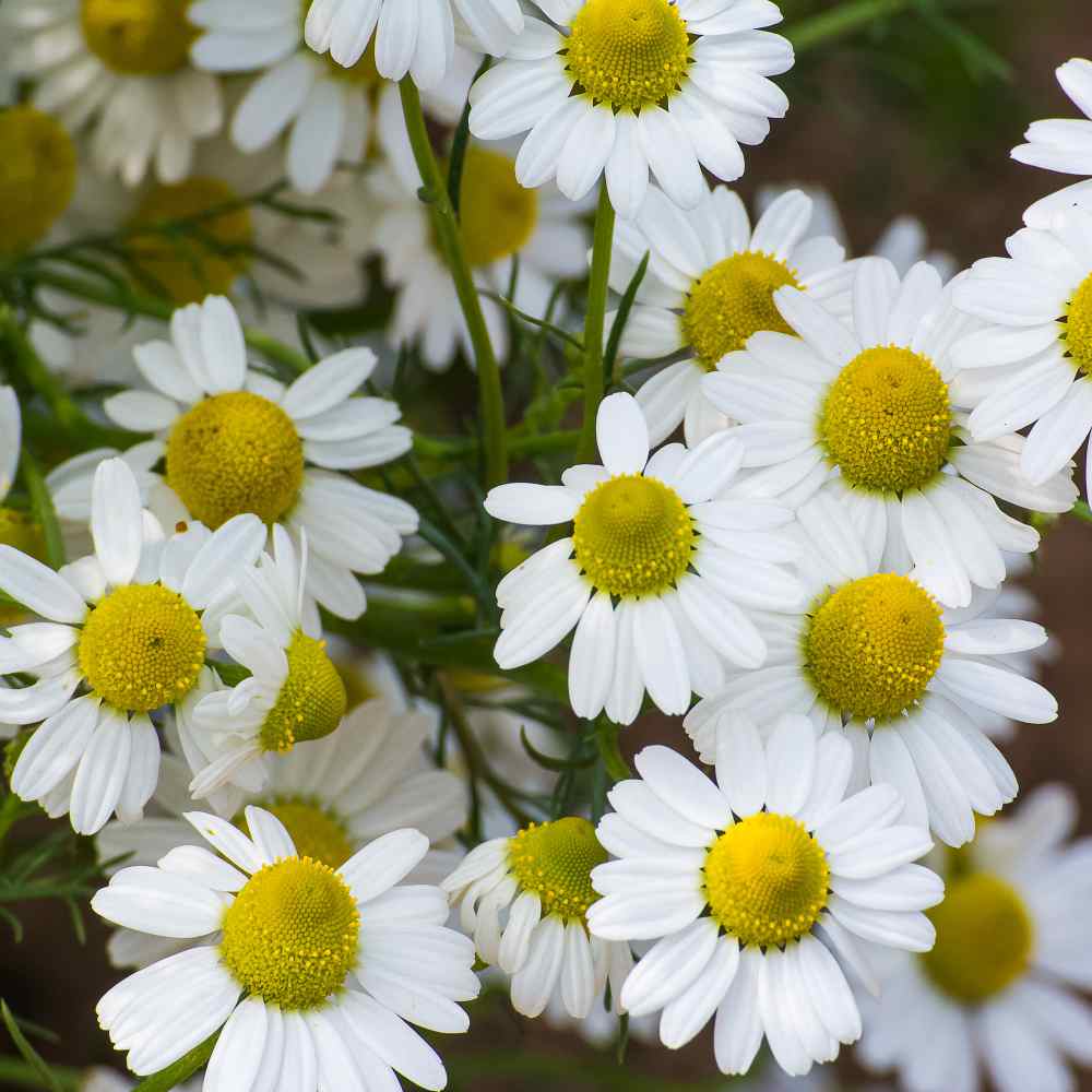 Chamomile Seeds German Chamomile Herb Seed