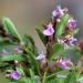 Germander Herb Flowers