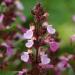 Germander Perennial Herb