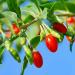 Goji Berry Fruits