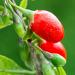 Goji Berry Fruit Plant Seeds