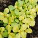 Golden Purslane Herb Plants