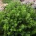 Greek Oregano Herb Seed