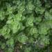 Greek Oregano Herb Seeds