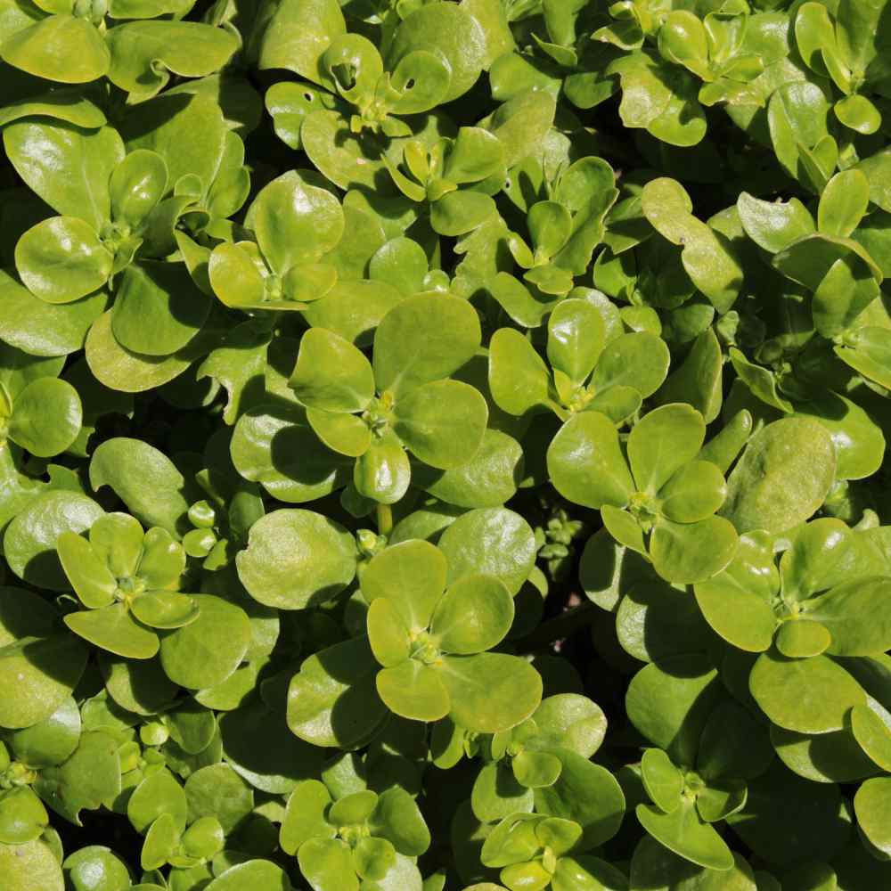 Fascination About When To Plant Purslane Seeds