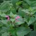 Marrubium Vulgare Flowers