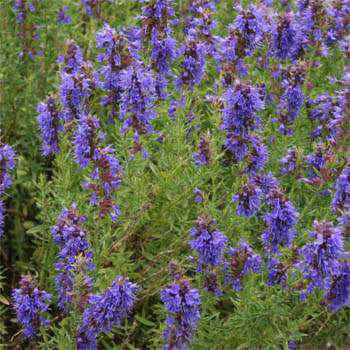 Hyssopus officinalis or hyssop Herb Seeds perennials