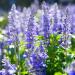 Hyssop Herbs