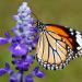 Butterfly On Hyssop Bloom