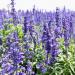 Blue Hyssop Field