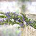 Dried Hyssop In Basket