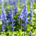 Blue Hyssop Flowers