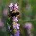 Pollinating Bee On Hyssop