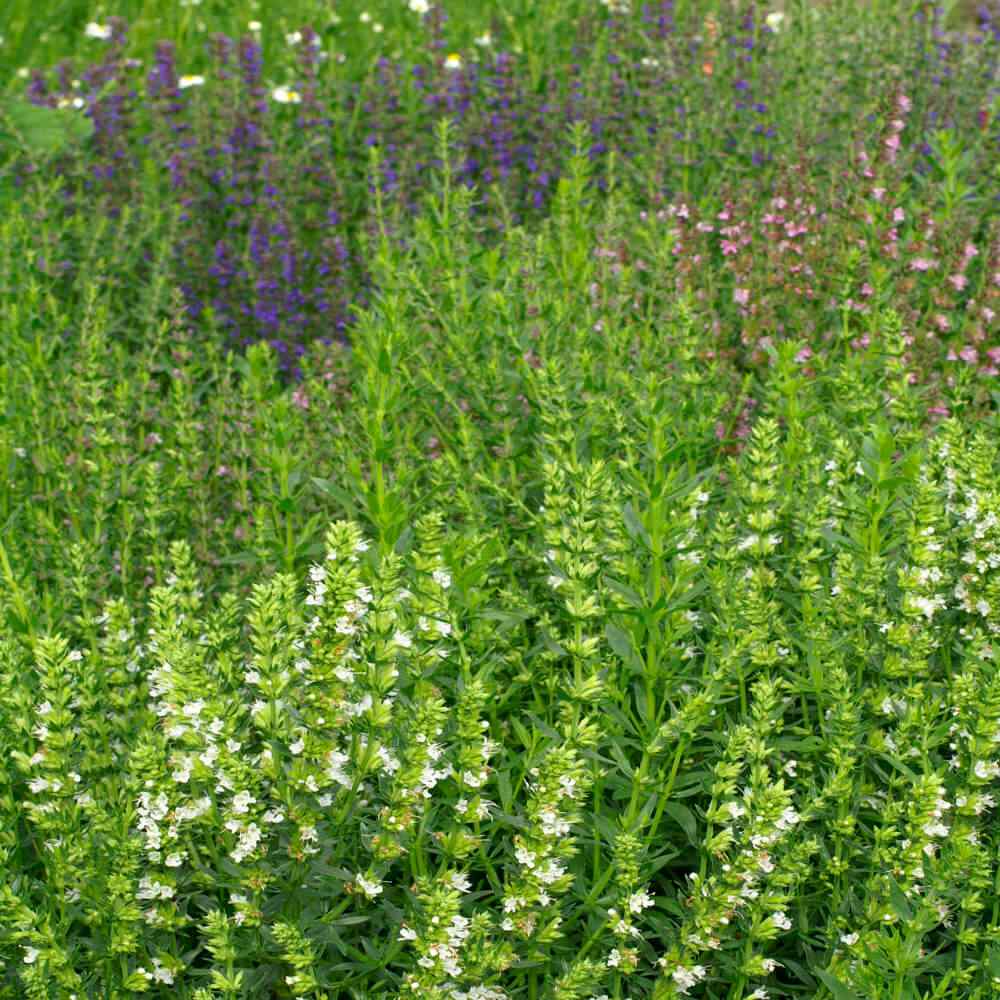 Hyssop Seed Mix