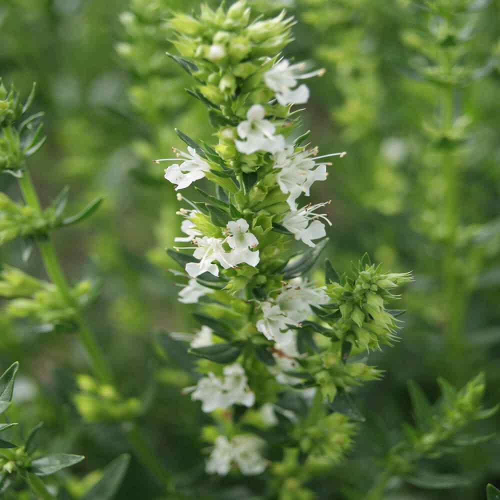 White Hyssop Herb Plants