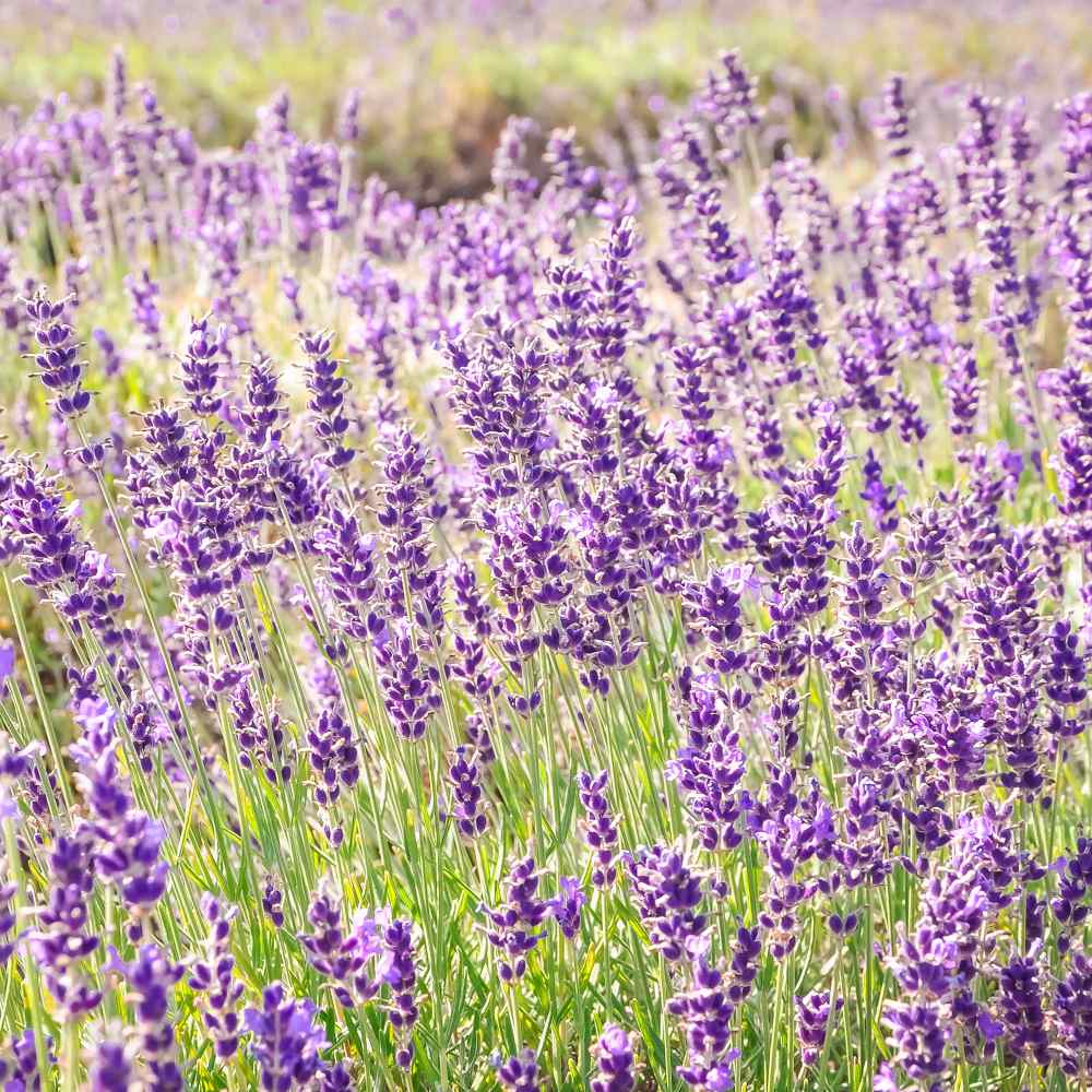 Lavender Seeds Lavandula Angustifolia English Lavender Herb Seed