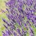Lavender English Flowers