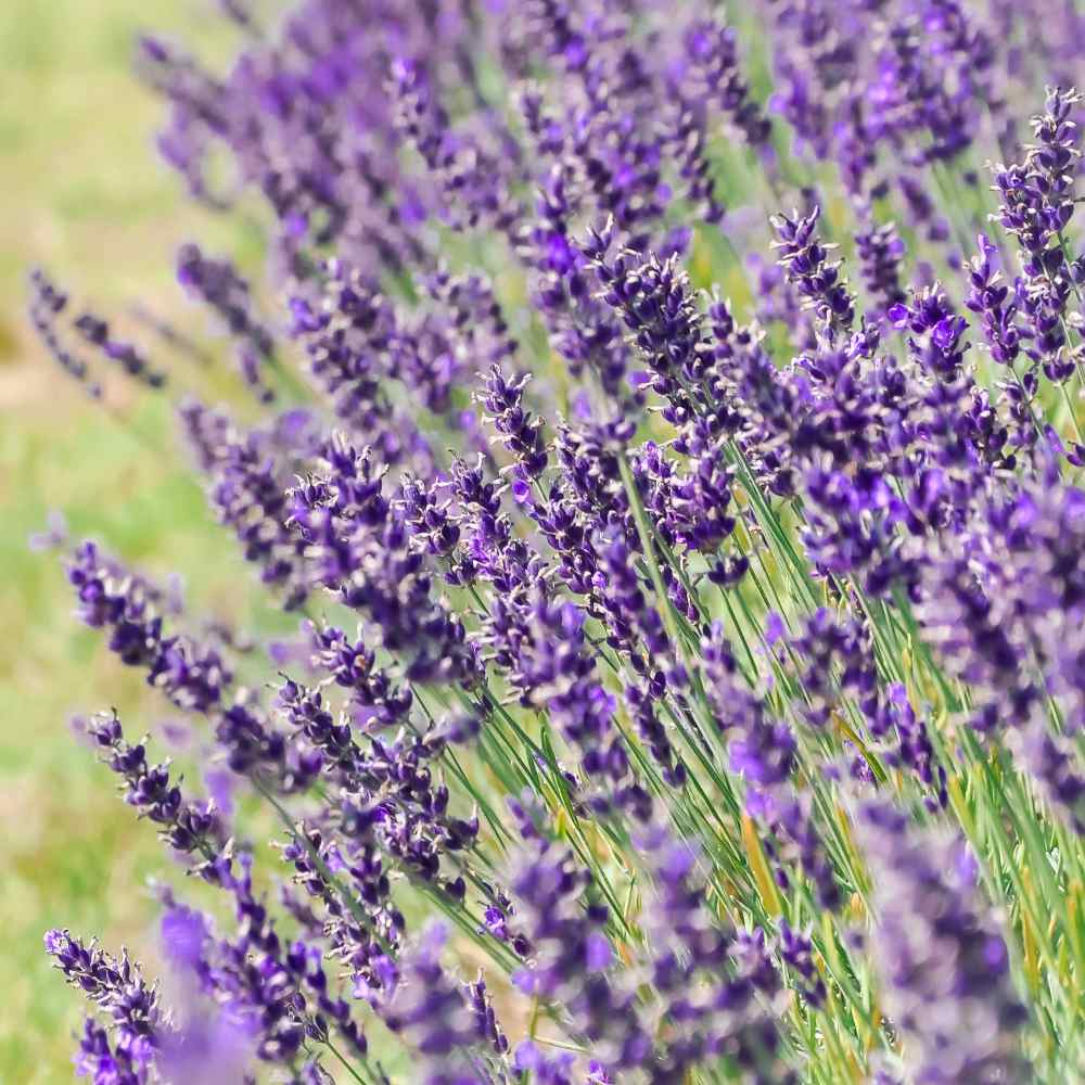 English Lavender Seeds, Lavandula angustifolia Great Lavender for Drie –  Mountainlily Farm