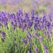 Lavender English Plants