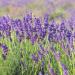 Lavender English Drought Tolerant Herb Garden Plant Seed For Xeriscaping