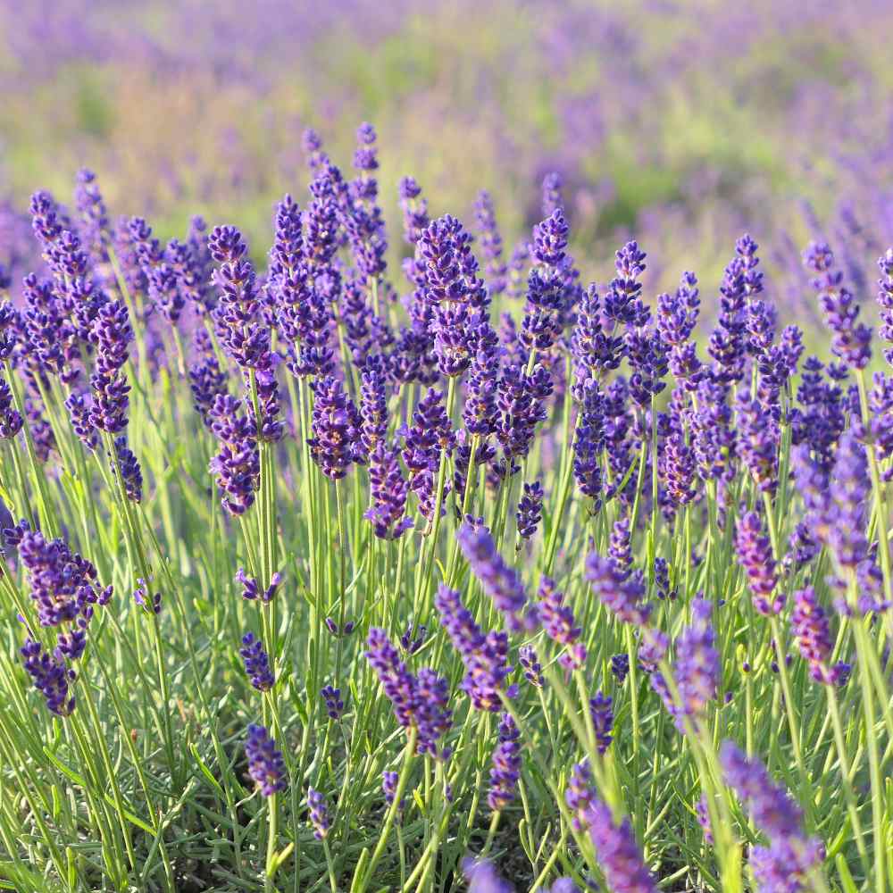 Lavender Seeds Lavandula Angustifolia English Lavender Herb Seed