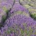 Lavandula Angustifolia Herb