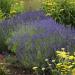 Lavendar Hidcote Herb Seed