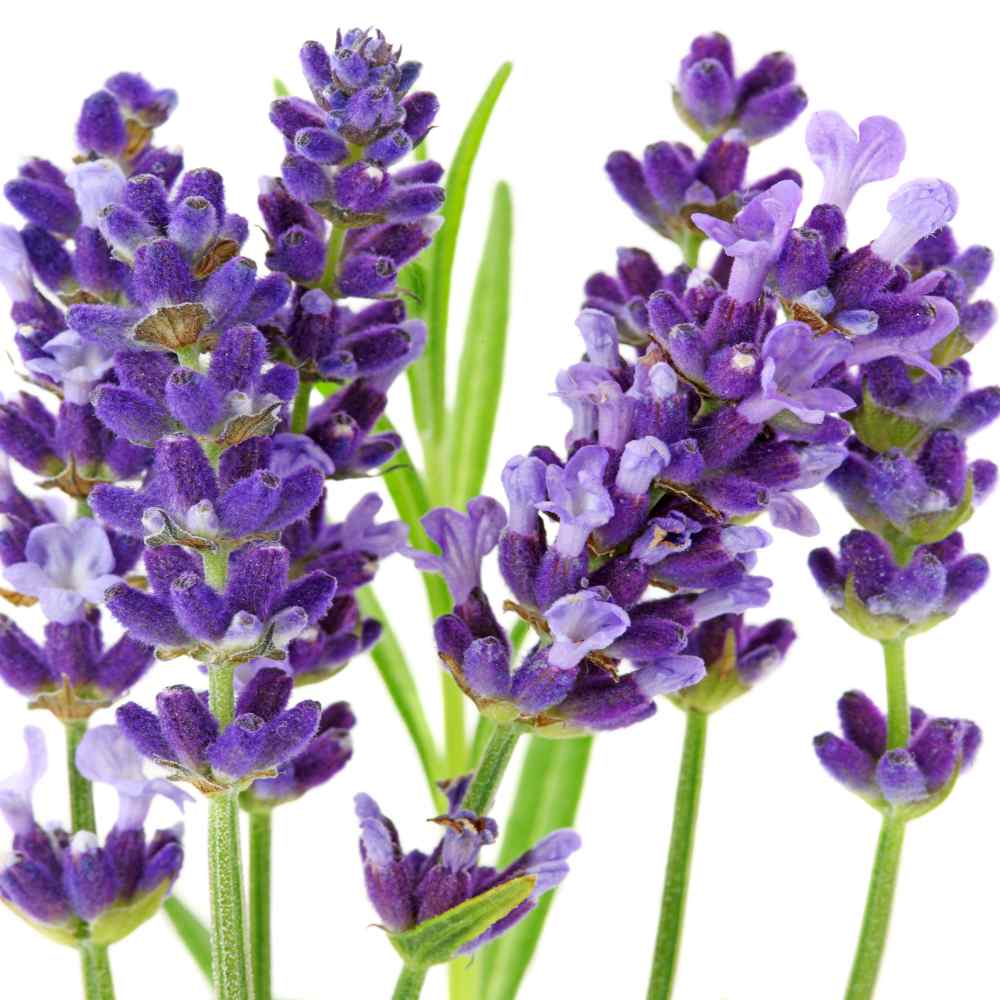  Lavender Seeds | Hidcote