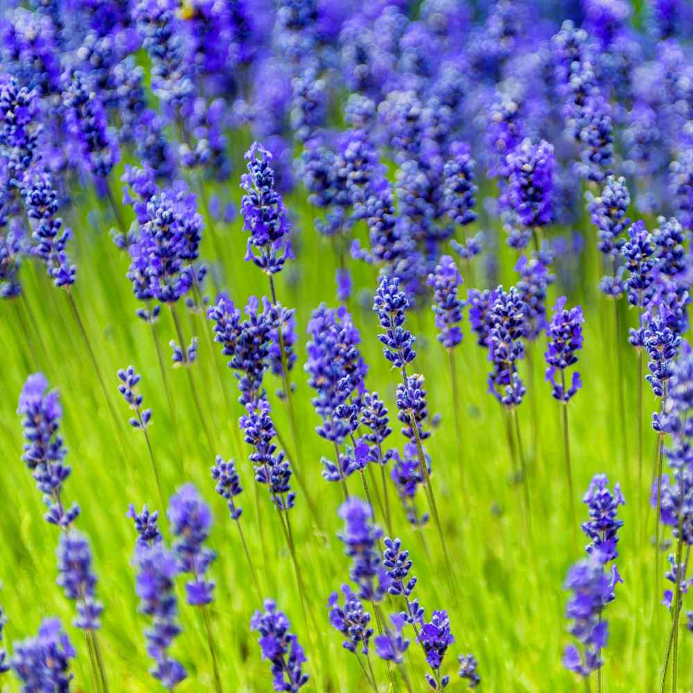 Lavender Seed Munstead English Lavender Herb Seeds