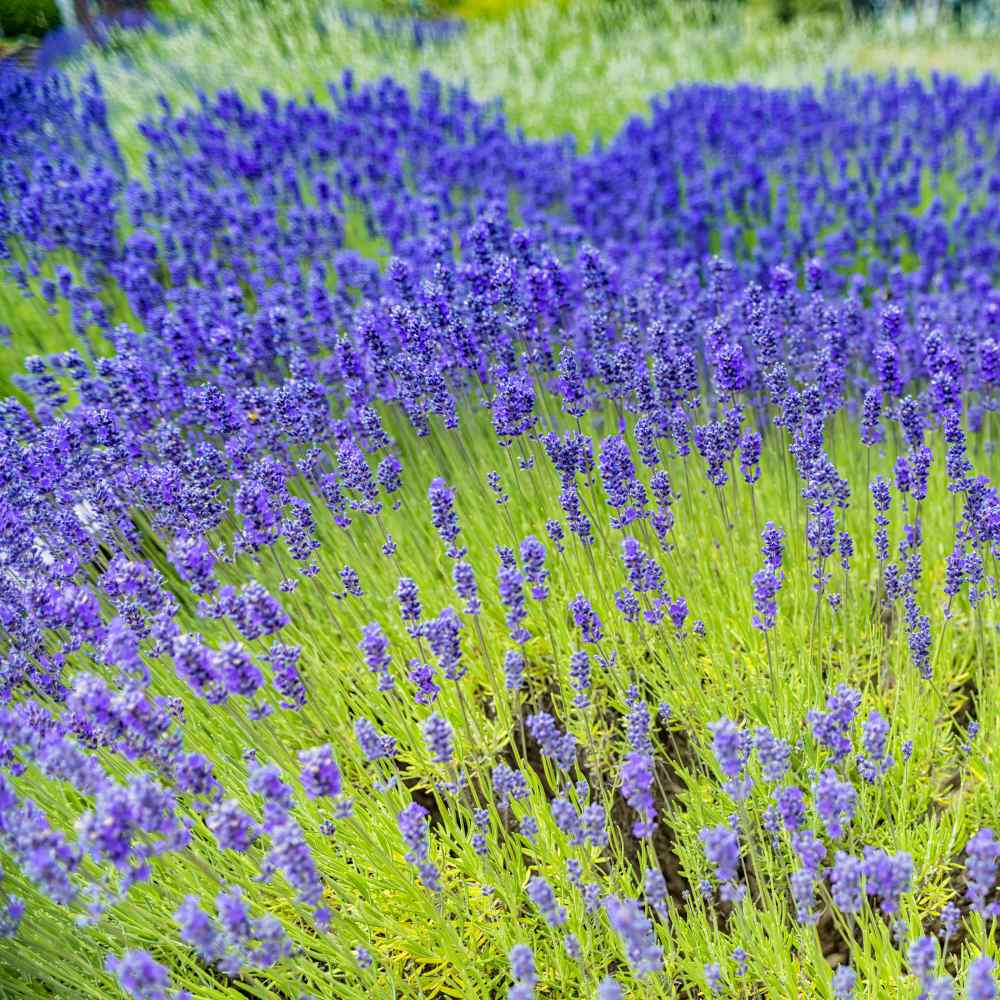  Aromatic Flowering Herb