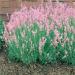 Lavender Rosea Herb Seed