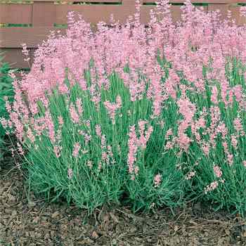 Lavender Seed - Lavandula Angustifolia Rosea Herb Seeds