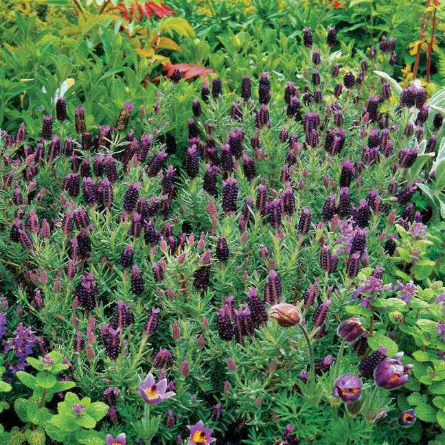 Lavender Sancho Panza Herb Flowers