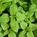 Lemon Balm Herb