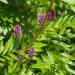 Licorice Plant