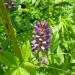 Licorice Herb Plant