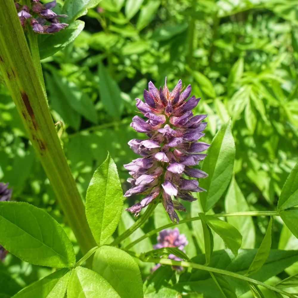 Delightful Garden Plant