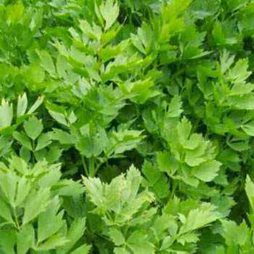 Lovage