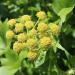 plant lovage seeds