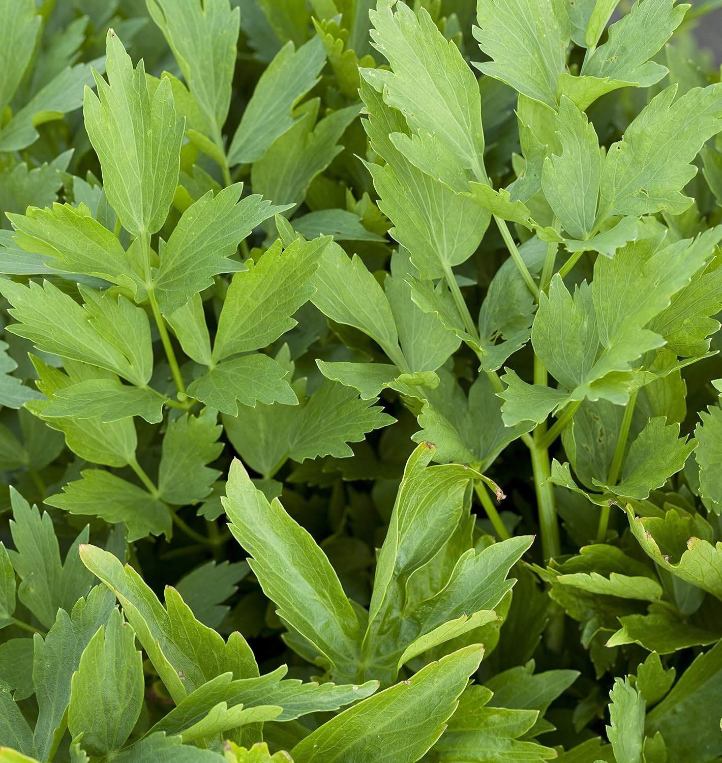 Lovage Vegetable & Herb