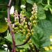 Malabar Spinach Plant