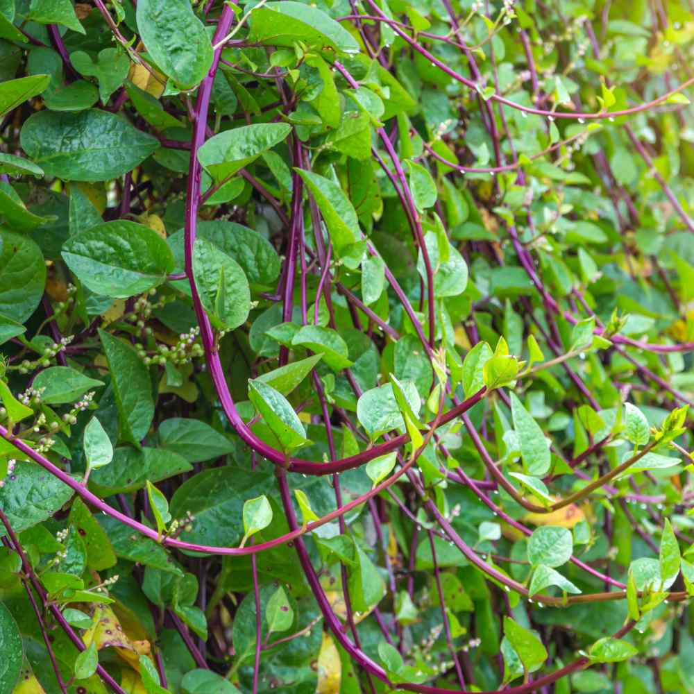 Basella Rubra Malabar Spinach Herb