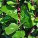 Malabar Spinach Seed